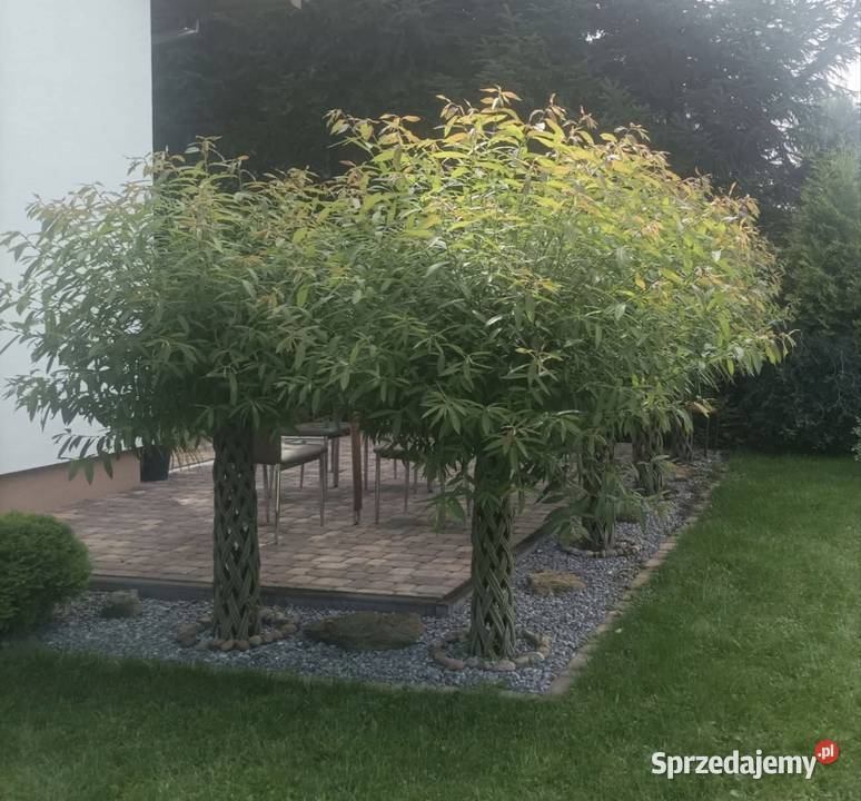 Wierzba pleciona TRANSPORT Kolbuszowa