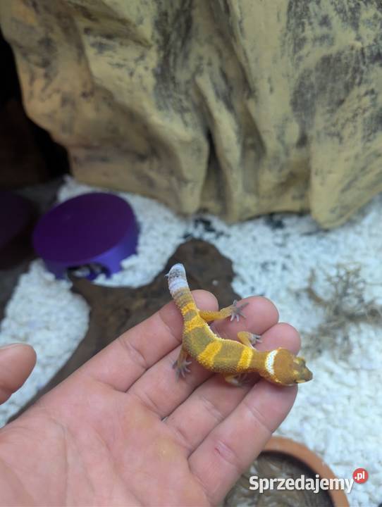 Eublefarki lamparcie z mojej hodowli Olsztyn