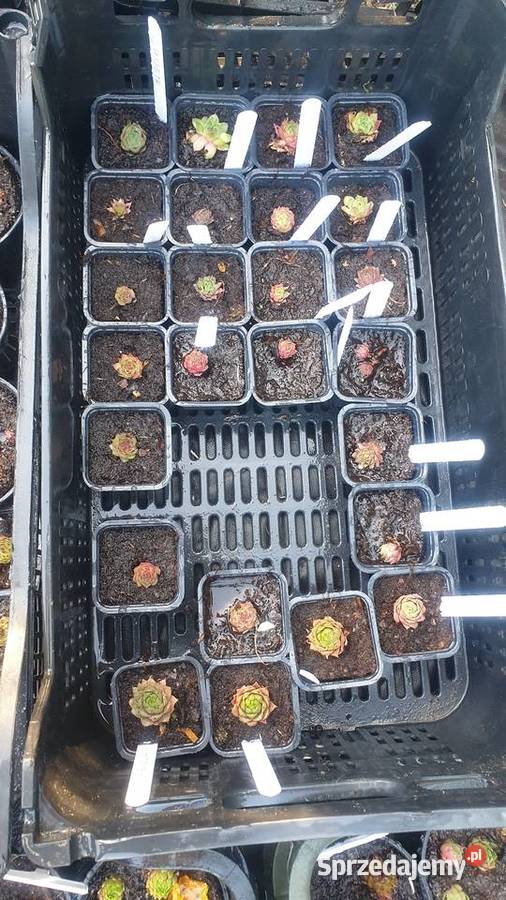 Rojniki Rośliny Łódź sprzedam