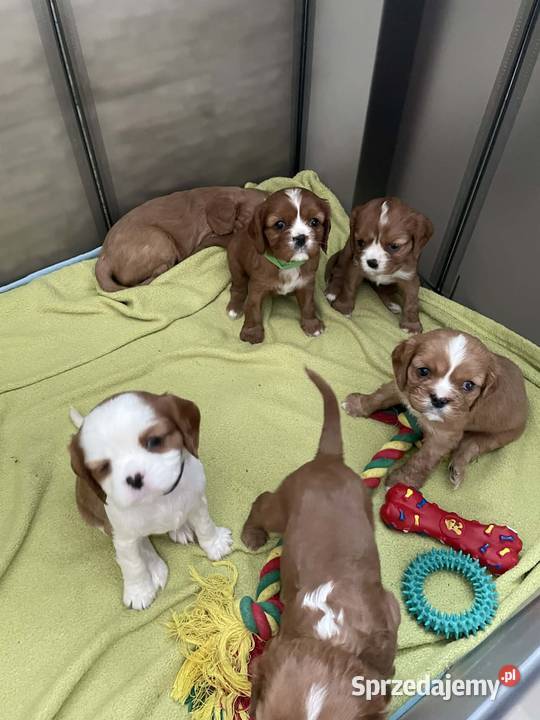 Cavusie szukają domku Płock