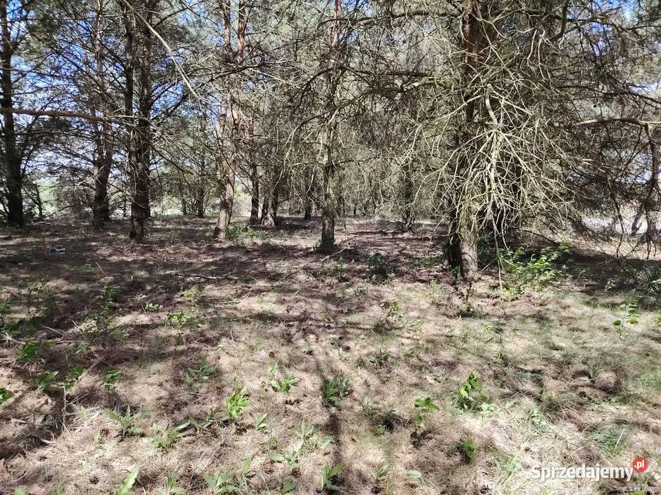 Działka na sprzedaż w Rychliku 17zł/m2 wielkopolskie Rychlik
