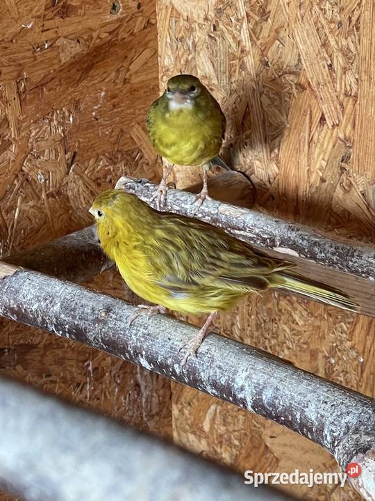 Kanarki Ptaki podkarpackie