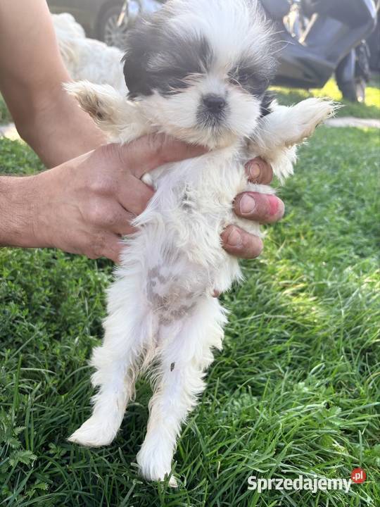 Suczka i dwa pieski szczeniaki ShihTzu Bełżyce