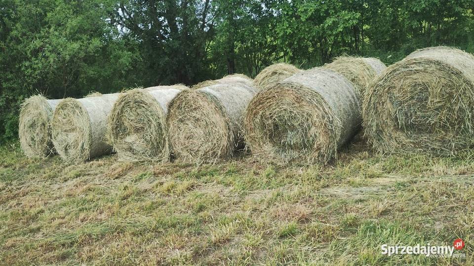 Siano pogodne bez deszczu 2026 Gołdap
