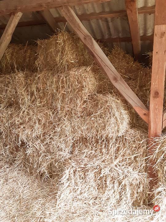 Słoma w kostkach idealna pod truskawki Przytyk