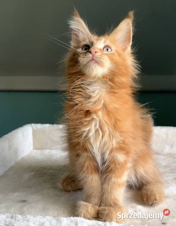 Maine Coon Śliczne kocięta Wińsko