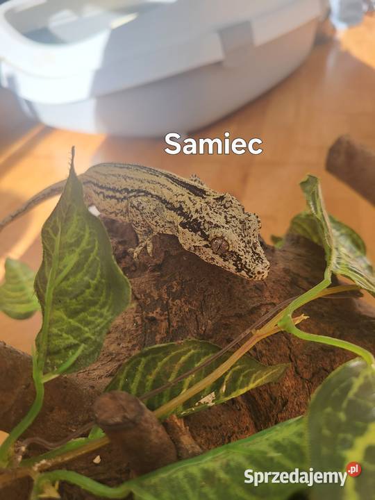 Para gekon gargulcowy