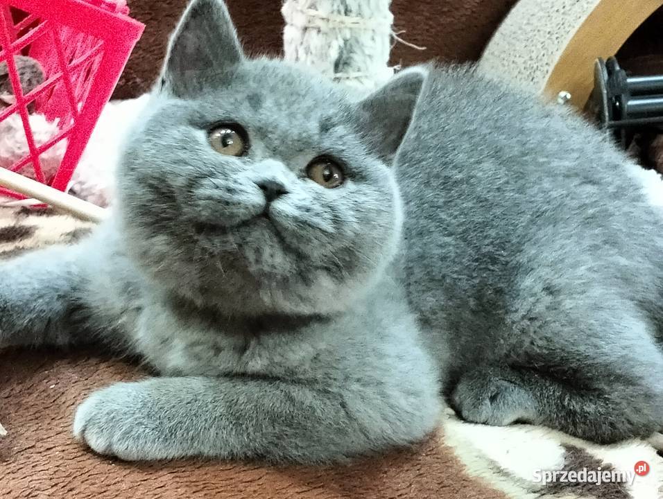Piękna koteczka o cudownym charakterze Rodowód Łódź sprzedam