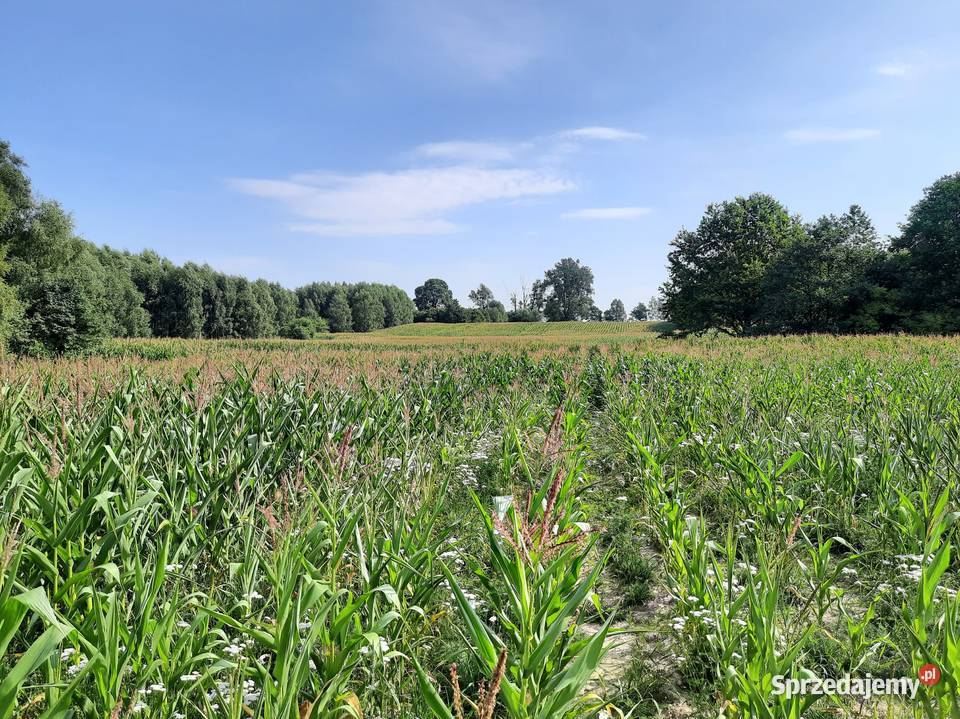 Kompleks działek 84ha z 8 WZ na Warmii Krekole sprzedam