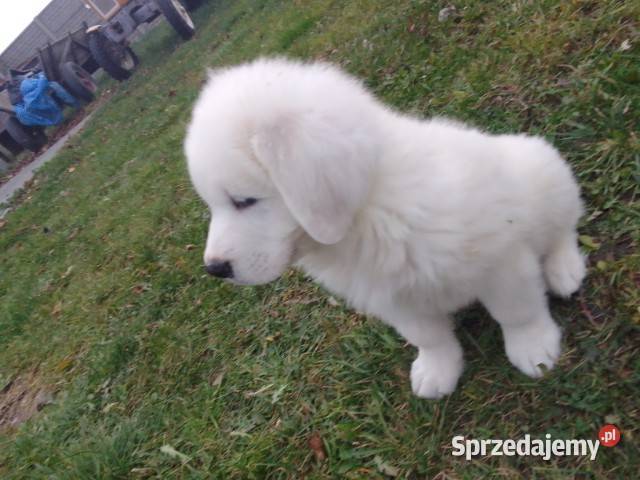Owczarek Podhalański szczenięta Ceranów sprzedam