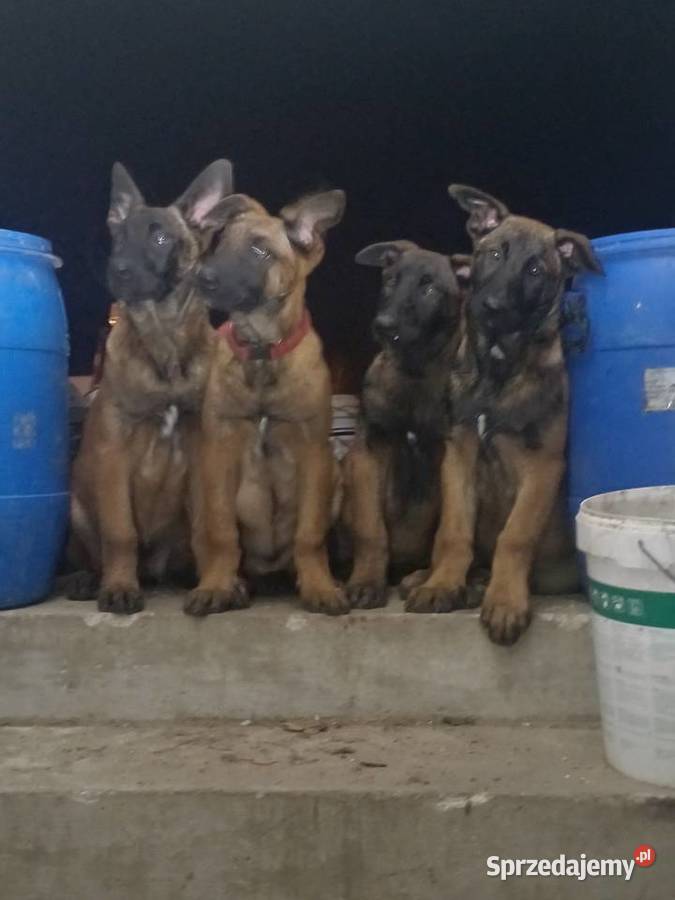 Owczarek Belgijski Zambrów sprzedam