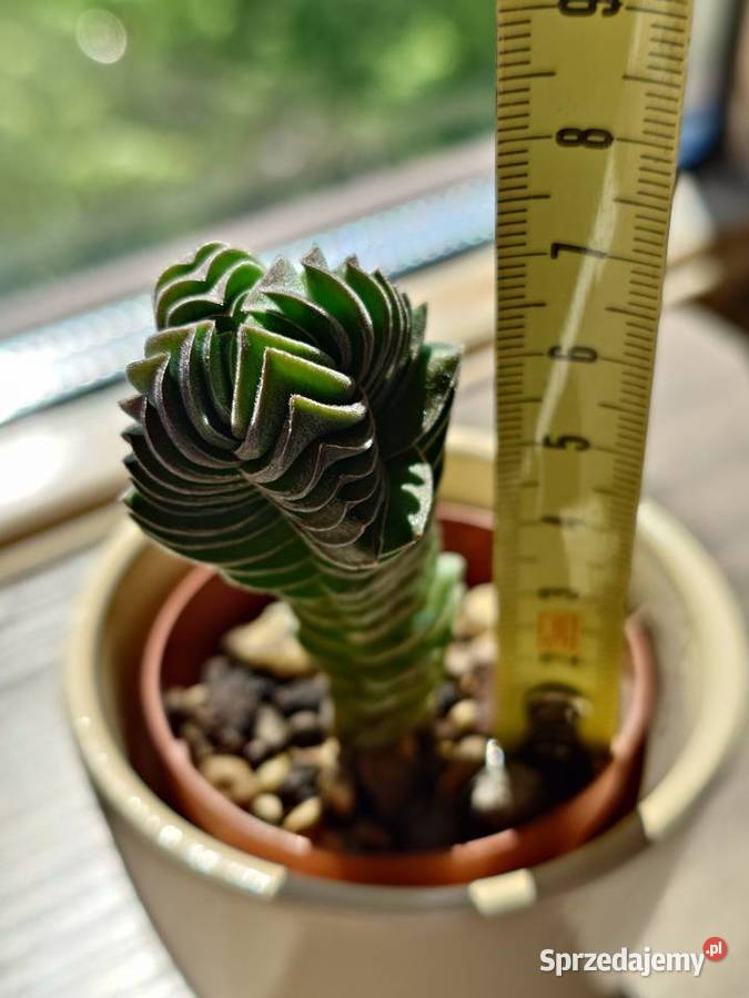 Sukulent grubosz Crassula Buddhas Temple Warszawa
