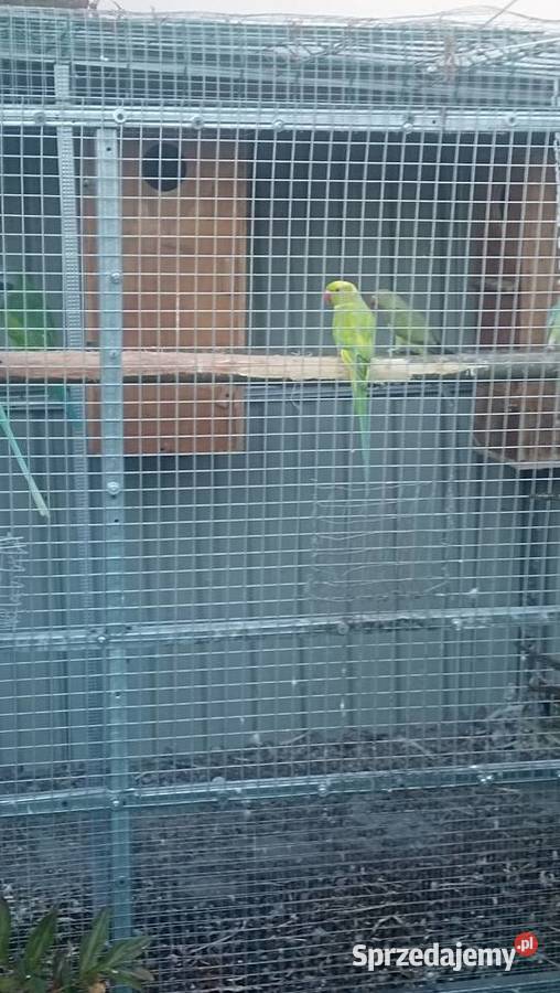 Aleksandretta Wieki i Chińska małopolskie