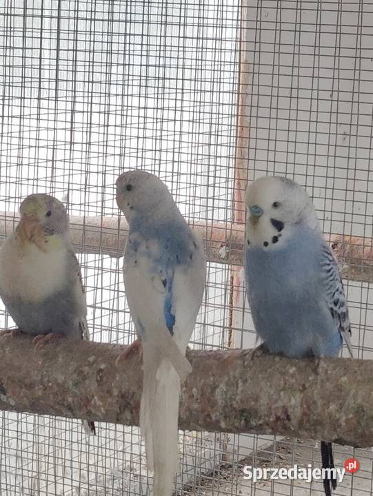 Papugi faliste sprzedam