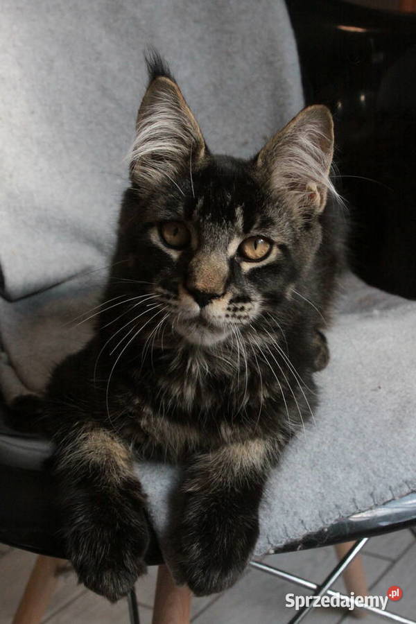 Super Kocięta Maine coon sprzedam Komornica sprzedam