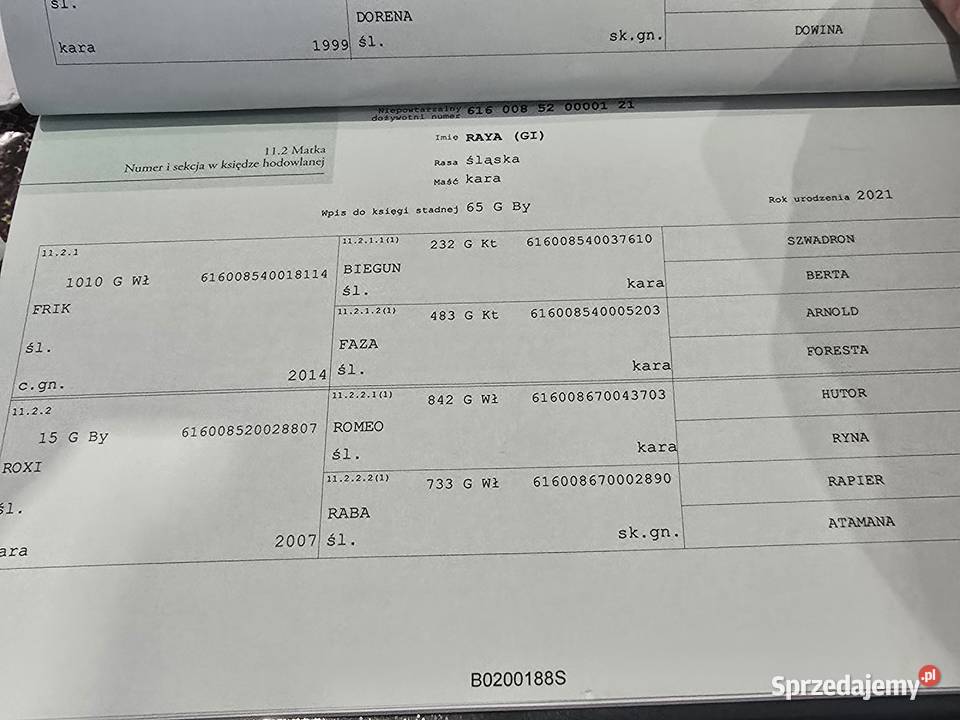 Sprzedam ogierka ślaskiego 10 miesięcy kujawsko-pomorskie Topólka