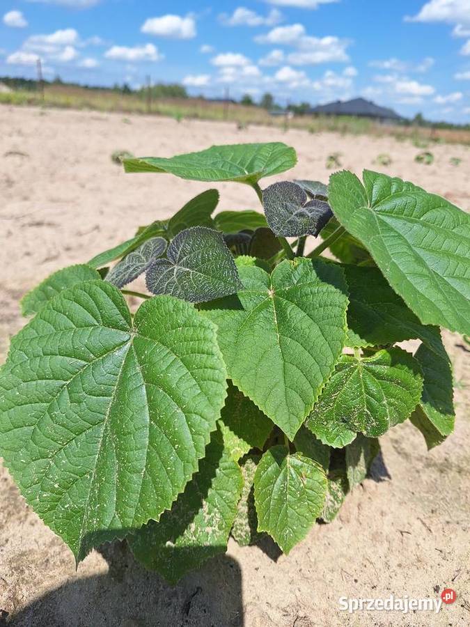 Paulownia Shan Tong w doniczkach p9 I korzeń Dorohucza