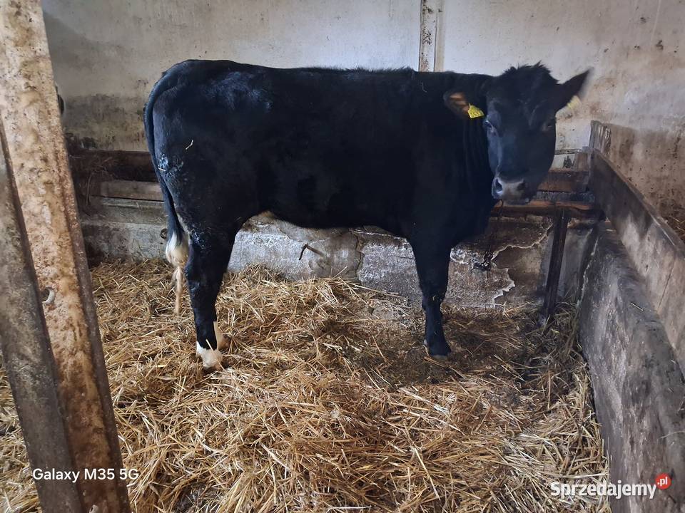 Jałówka pod zacielenie