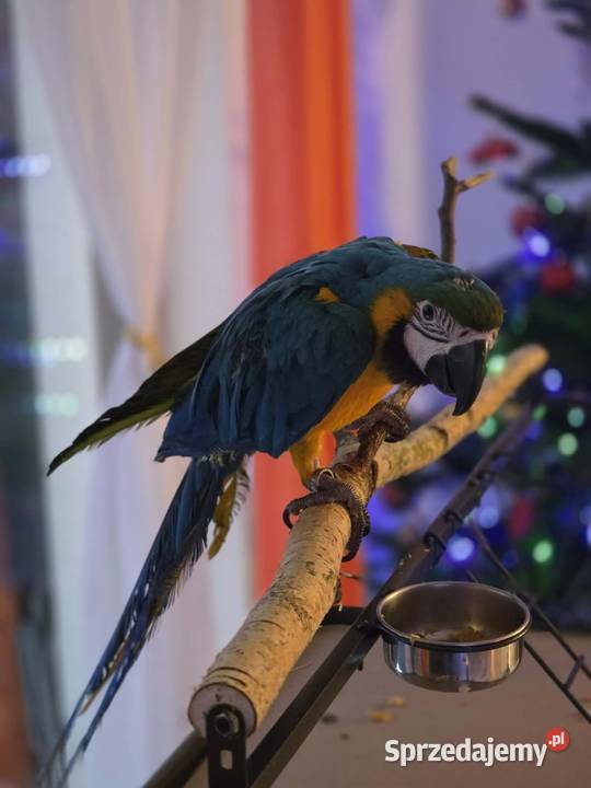 Ara Ararauna samiczka klatka zachodniopomorskie Steklno