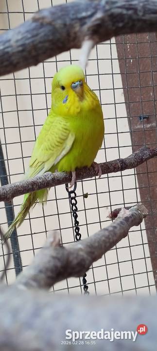 Papużki faliste Ptaki Dąbrowa Tarnowska