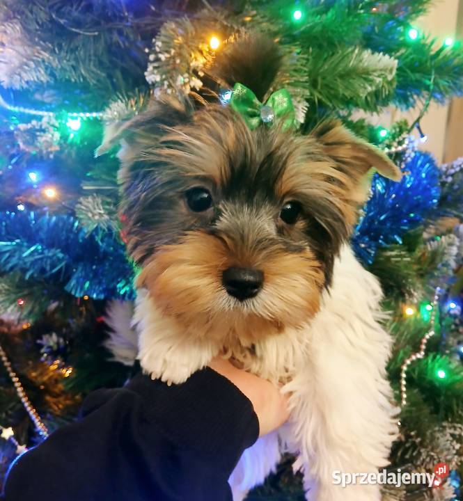 york biewer samiec Rzeszów