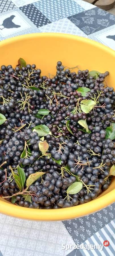 Aronia z przydomowego ogrodu