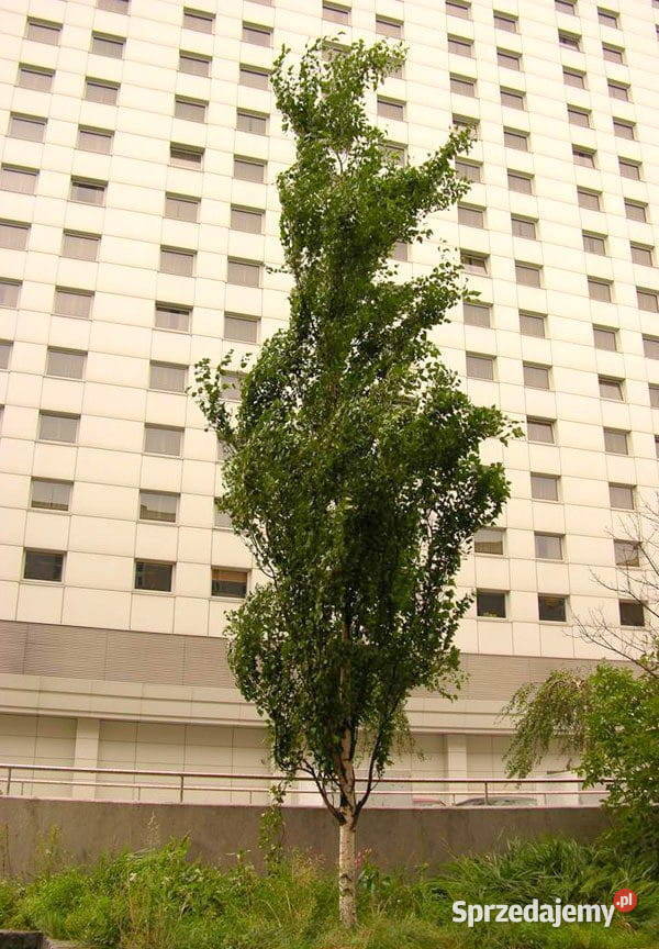 Brzoza brodawkowata Fastigiata 300 brzoza Sompolno