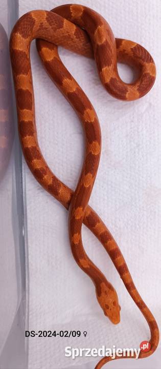 Wąż zbożowy Fire 50het Hypo sprzedam