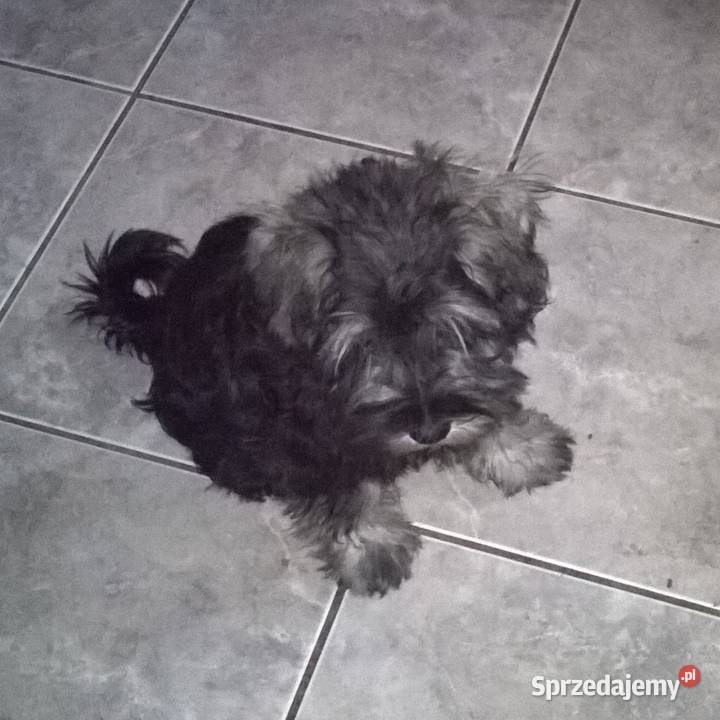 sznaucer miniaturowysznaucer miniatura Lubień Kujawski sprzedam