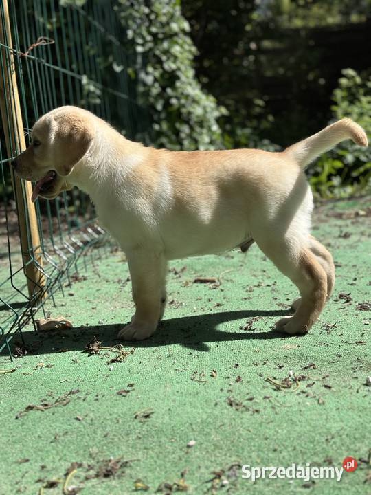 Piękny biszkoptowy Labrador z rodowodem FCI ZKwP Labrador łódzkie Łódź
