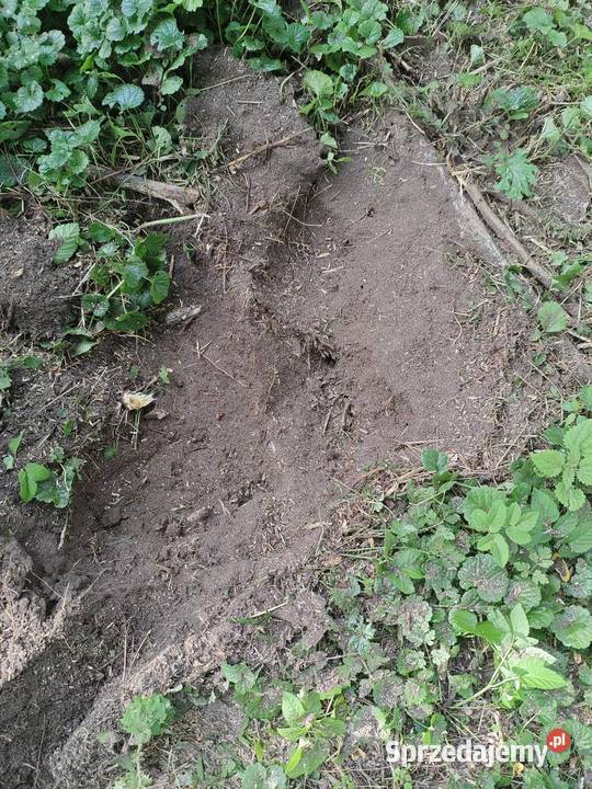 Frezowanie pni Łask
