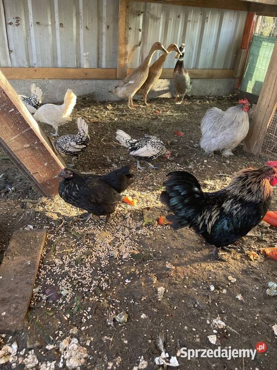 Sprzedam samice bażanta złotego zachodniopomorskie Grzybnica