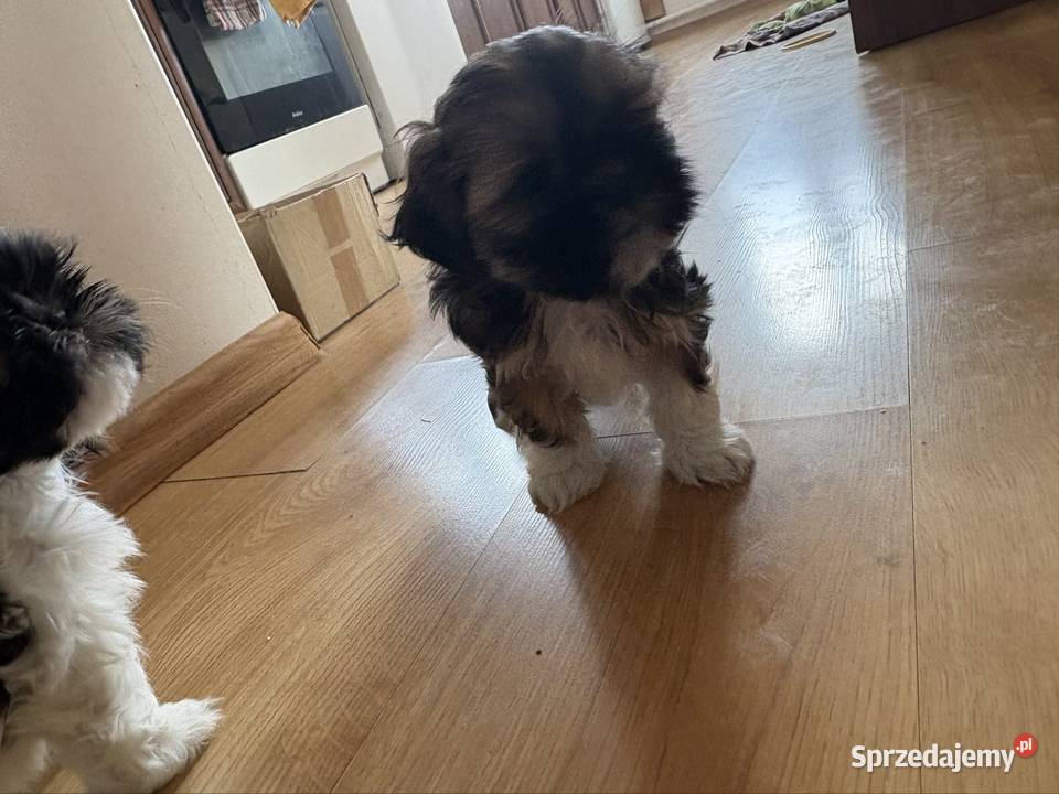 Suczka shih tzu
