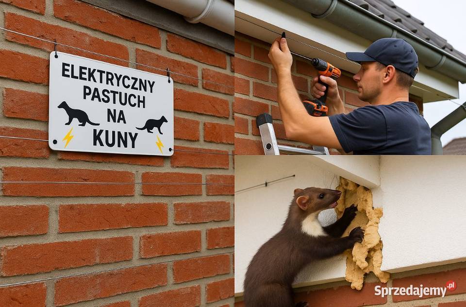 Usługi odstraszania kun założenie pastucha na