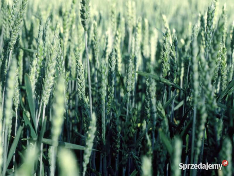 Pszenica jara kwalifikowana C1 LENNOX przewódka kujawsko-pomorskie Brodnica