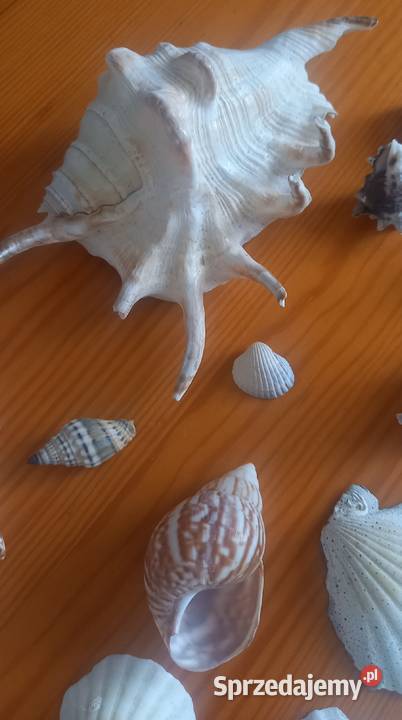 Muszle muszelki kolekcja 26 sztuk wielokolorowy Małkinia Górna