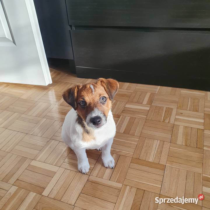 Jack Russell Terrier Kielce