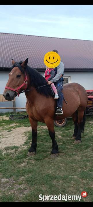 Klacz Zimnokrwista w typie Sztumskim Aleksandrów