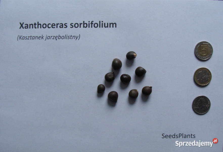KASZTANEK JARZĘBOLISTNY Xanthoceras sorbifolium kujawsko-pomorskie Lubanie sprzedam