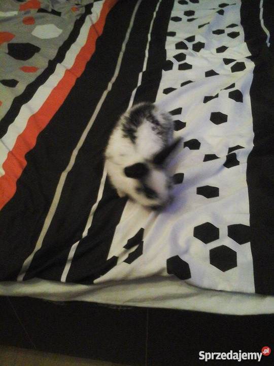 Królik miniaturka Biało czarny szczepiony małopolskie