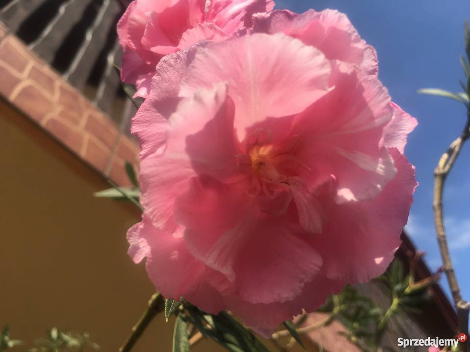 Oleander Variegata o pachnących kwiatach Brzeźnica sprzedam