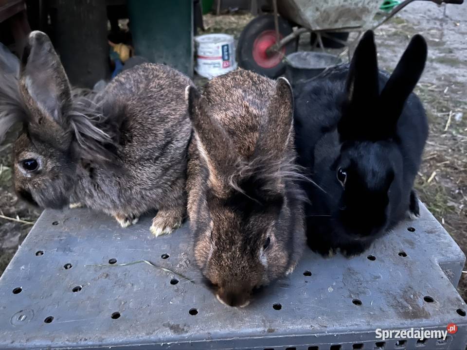 Króliki średniej wielkości kujawsko-pomorskie