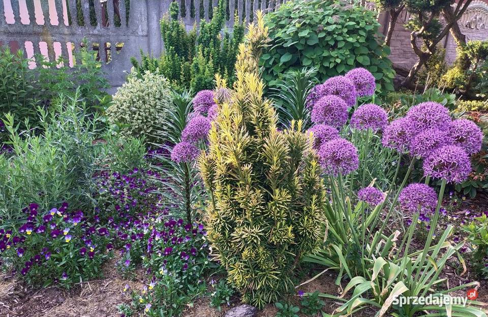 Bratki miniaturki Jaworzno