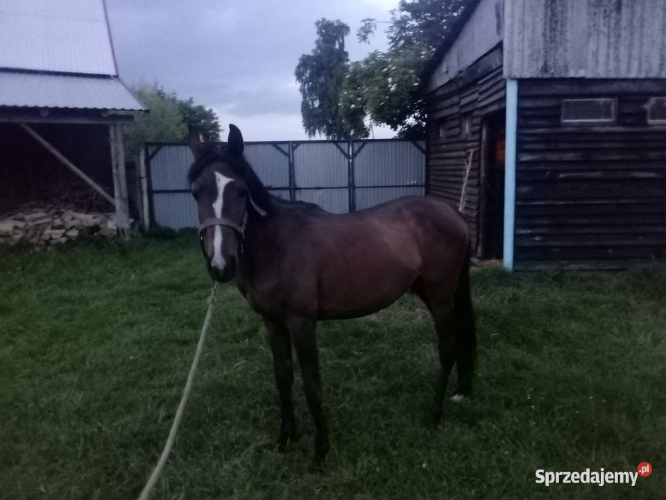Klacz Angloarabska 2 lata Zwierzęta Piórków