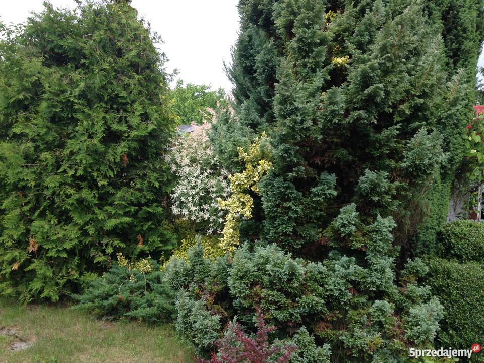 Działka rekreacyjna Sierosław bezpośrednio domek Nieruchomości