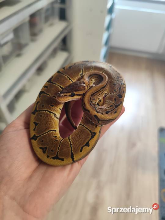 Pytony Królewskie tegoroczne Pruszków sprzedam