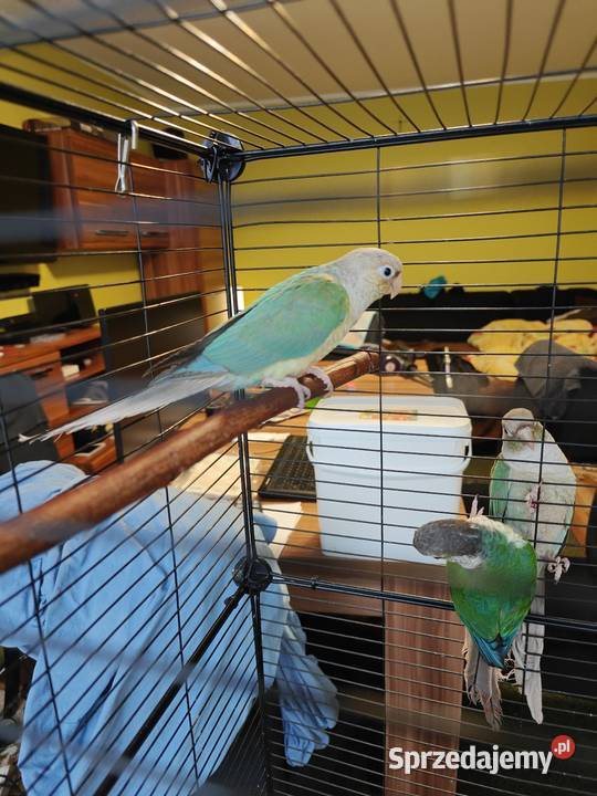 Papugi Rudosterki Ptaki Toruń