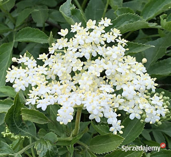 BEZ CZARNY Sambucus nigra sadzonki w doniczkach Ogród Ustronie