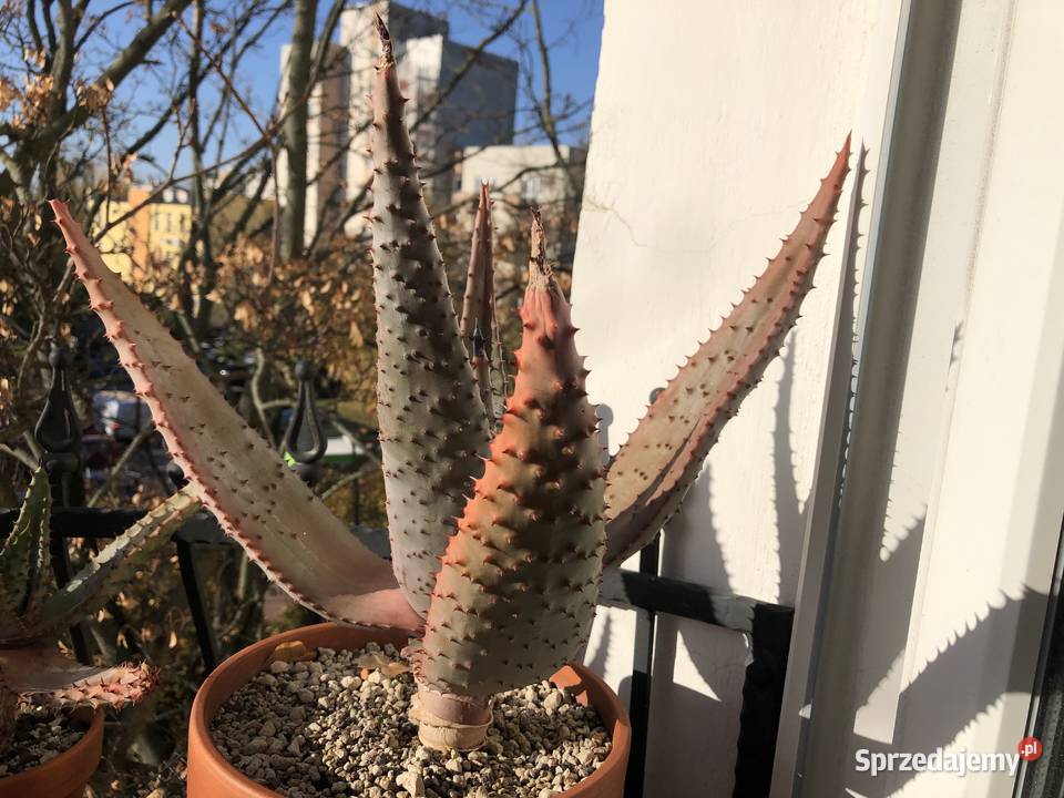 Duży Aloes Ferox piękny okaz kolekcjonerski sprzedam