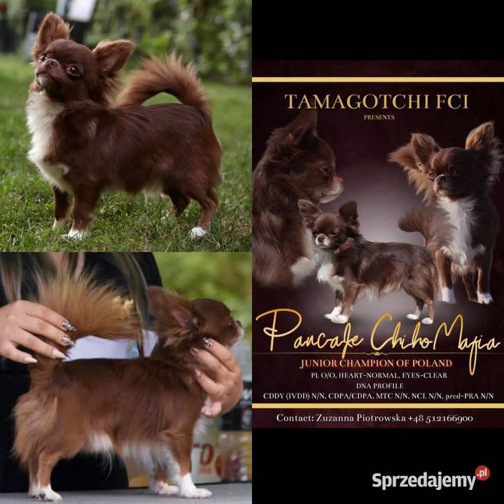 Chihuahua krótkowłosy FCI Chihuahua